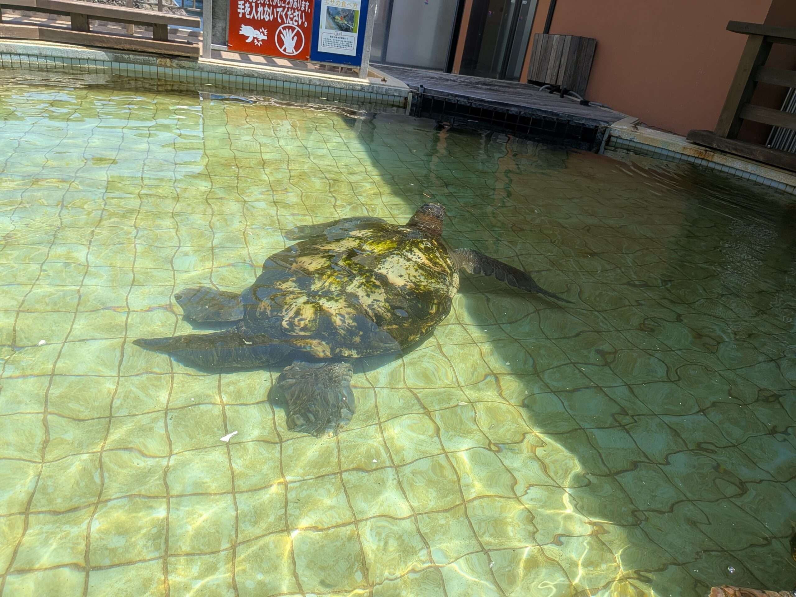下田海中水族館(再訪)